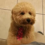 Bentley Davis - @bentley_dadoddle - Instagram
