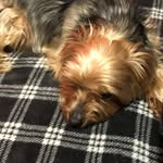 bentley - @bentleydyerdoggo - Instagram