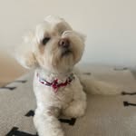 Bentley Evans - @basically_bentley - Instagram