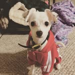Bentley Evans - @sir.bentley.evans - Instagram