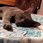 Bentley Blu - @bentley.blu.ford - Instagram