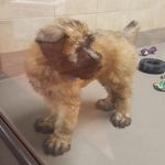 Bentley Ford - @bentley_the_wheaten_ - Instagram