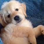 Bentley Ford - @babybentleyyears - Instagram