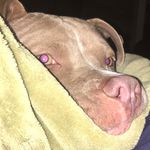 Bentley Ford McGhee🐶 - @bentleyfordmcghee - Instagram