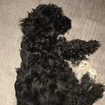 Bentley Fuller - @bentley_vf - Instagram