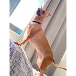 Bentley - @bentleygriffith - Instagram