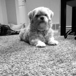Rosco Bentley Griffith - @rosco.bentley - Instagram