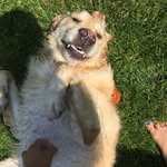 Bentley House - @bentley_thegoldenbear - Instagram
