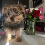 BentleyHouse - @bentleytheroyaldog - Instagram