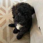 Bentley Howard Spencer - @bentleyhowardspencer - Instagram