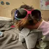 I am a dog looking for a gf - @bentleyhoward_thefamous7 - TikTok