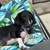 Adventures.of.Bentley.Jackson - @bentley.jackson101 - TikTok
