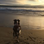 Bentley - @bentley.jackson - Instagram