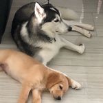 Bentley & Jackson - @benandjackson - Instagram
