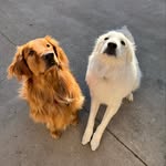 Bentley and Jackson - @bigboibentandjax - Instagram