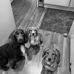 Bentley, Chester & Jackson - @sprocker_boys15 - Instagram