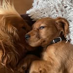 Bentley en Jackson - @bentleyenjackson - Instagram