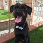 Bentley Jackson - @brave_little_bentley - Instagram