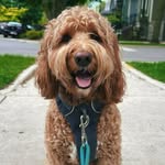 Bentley Jackson Ramirez - @bentleythechicagodoodle - Instagram