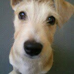 Bentley Jackson the dog - @mrbentleyjackson - Instagram