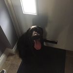 Bentley-Sadie Jackson - @bentley.jackson_webster - Instagram