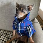 Bentley Johnson - @puppy_dog_bentley - Instagram