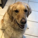 Bentley Johnson - @bentleythegoldenr - Instagram