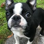 bentley king - @bentleykings213 - Instagram