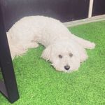 Bentley King - @bentley_badahh - Instagram
