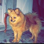~Bentley.King🐕👑~ - @_bentley.king_ - Instagram