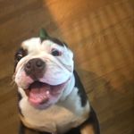 King Bentley - @_bentleyking_ - Instagram