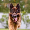 King Bentley The Gsd - @king_bentley_the_gsd - TikTok