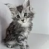 KingBentley - @kingbentleyy - TikTok