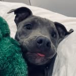 Bentley Blue Lloyd - @bentleybluestaff - Instagram