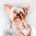 Bentley Lloyd RIP - @bentleythedog2022 - Instagram