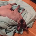 Bentley The Sphynx 💤 - @bentleylloydthesphynx - Instagram