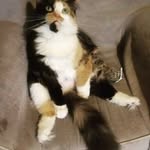 Puff and Fluff - @puff_lloyd_fluff_mr.bentley - Instagram