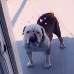 Bentley Lopez - @bentley_cottontail - Instagram