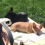 Bentley & Malcolm - @bentleyandmalcolm - Instagram