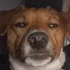 Bentley Malcolm - @bentley_the_pup01 - TikTok