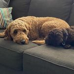 Finley and Bentley Malcolm - @finleyandbentley - Instagram