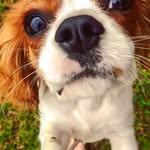 • Bentley Marshall • - @bentman.the.cavalier - Instagram