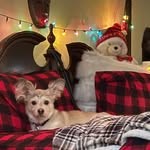 Beni (Bentley) Moon (Beni & I) - @bentley_moon22 - Instagram