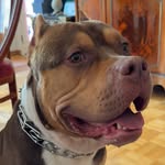 Bentley - @bentleymoon - Instagram