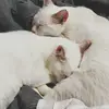 bentley and bonnie - @bentleymoon - TikTok