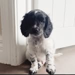 Bentley Moon - @mr_bentley_moons_world - Instagram