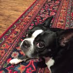 Bentley Moon - @bentley.moon - Instagram