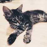 Bentley_Mooncoon - @bentley_mooncoon - Instagram