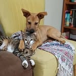 Bentley Tony & Harley Moon Platelle - @dweeb_and_loaf_unfiltered - Instagram
