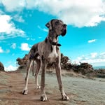 Bentley Moore - @bentleythemerlegreatdane - Instagram
